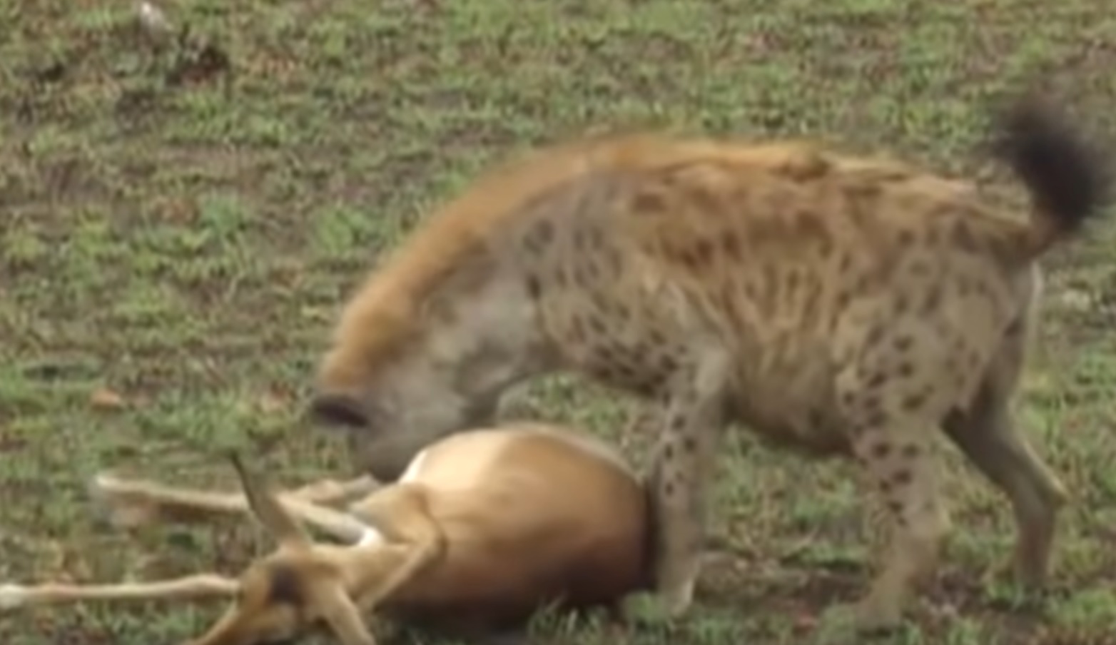 Lucky Impala Escapes Hyena