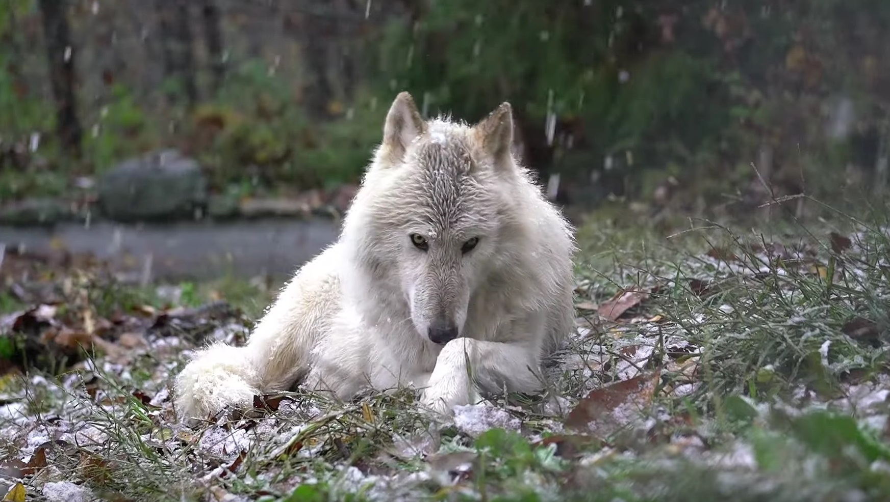 Majestic Wolf Enjoys Snow