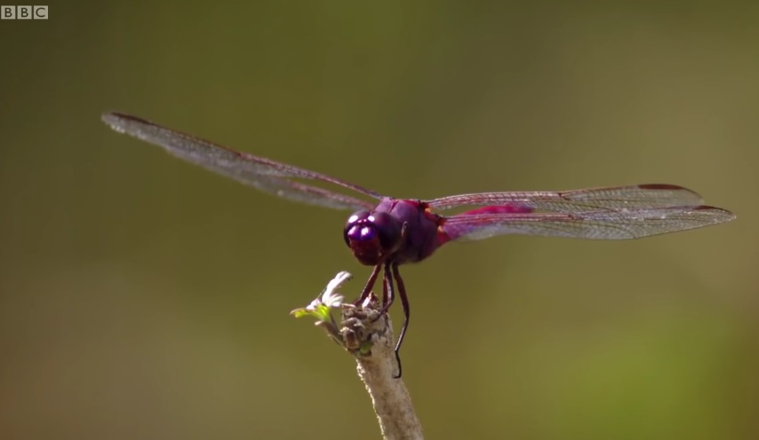 How Dragonflies See The World ?