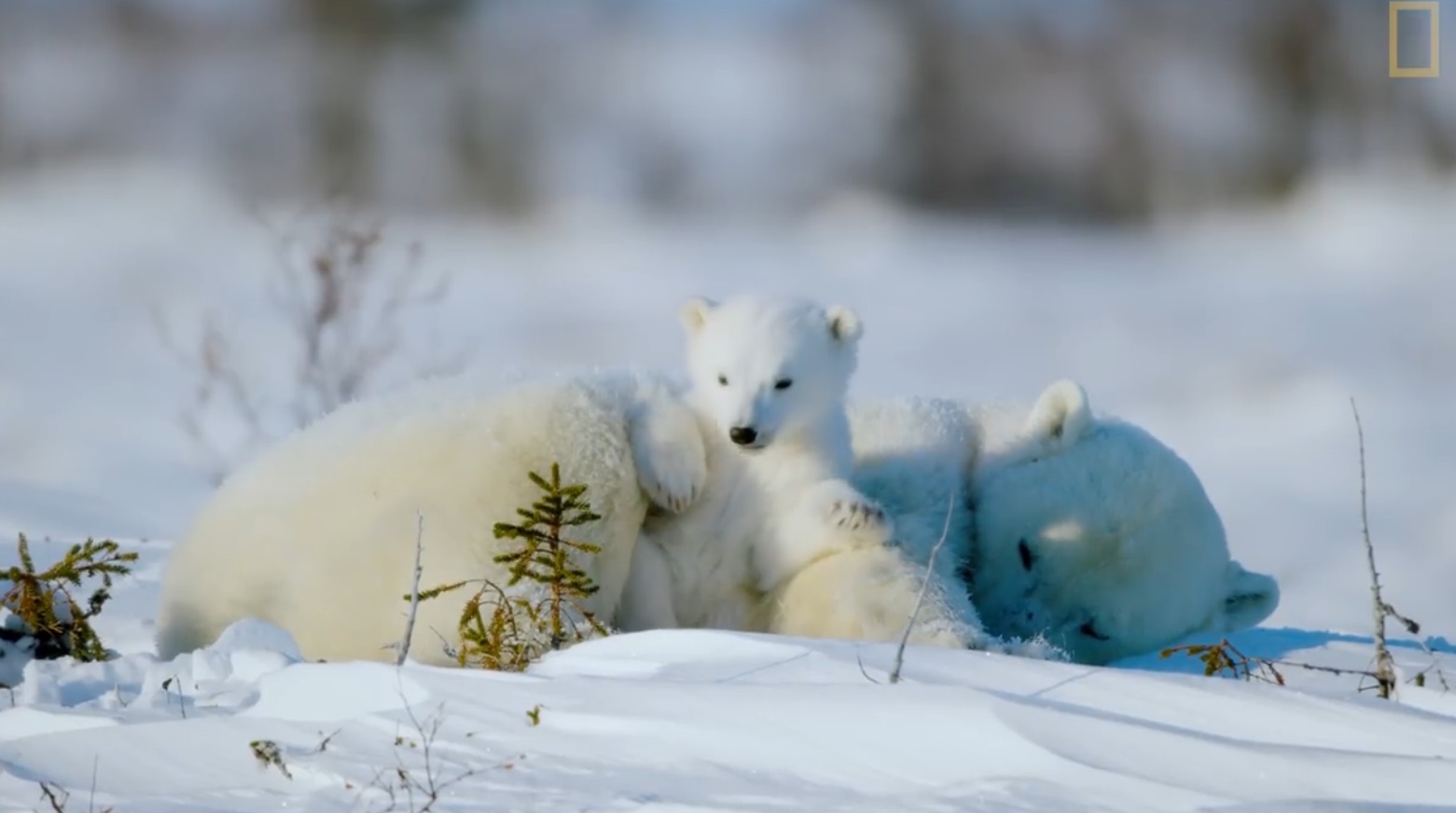 The Life Of A Baby Polar Bear