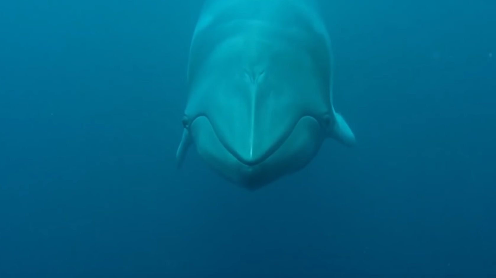 The Whales Of The Great Barrier Reef