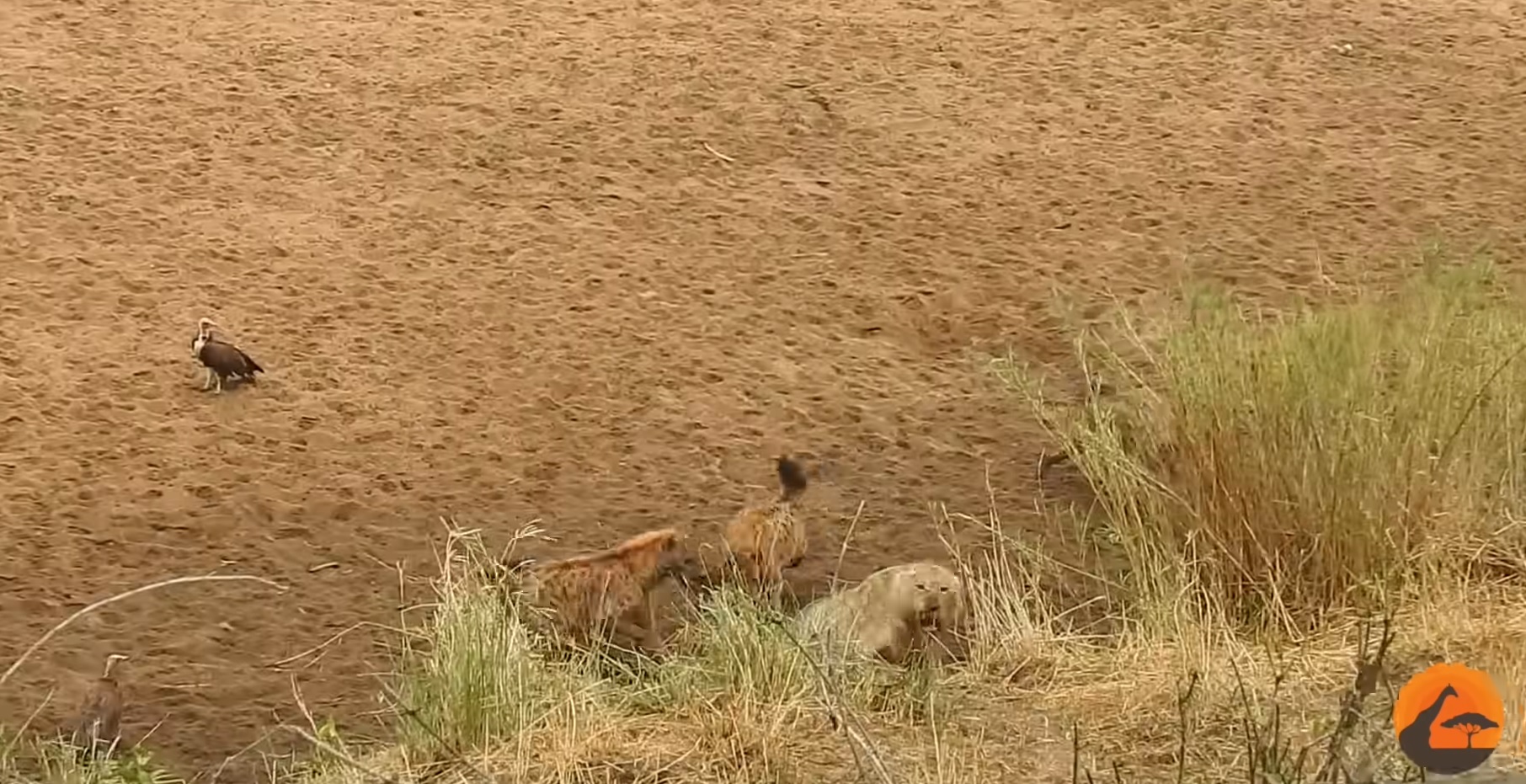 Lion Cornered By Hyenas Calls For Backup