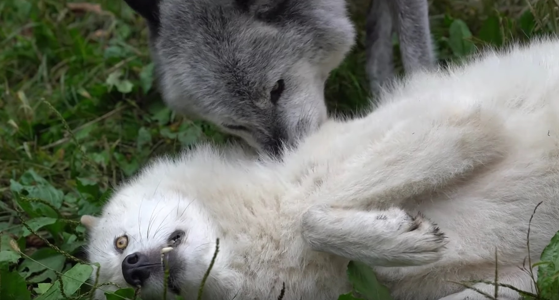 Wolves Show Affection For Each Other