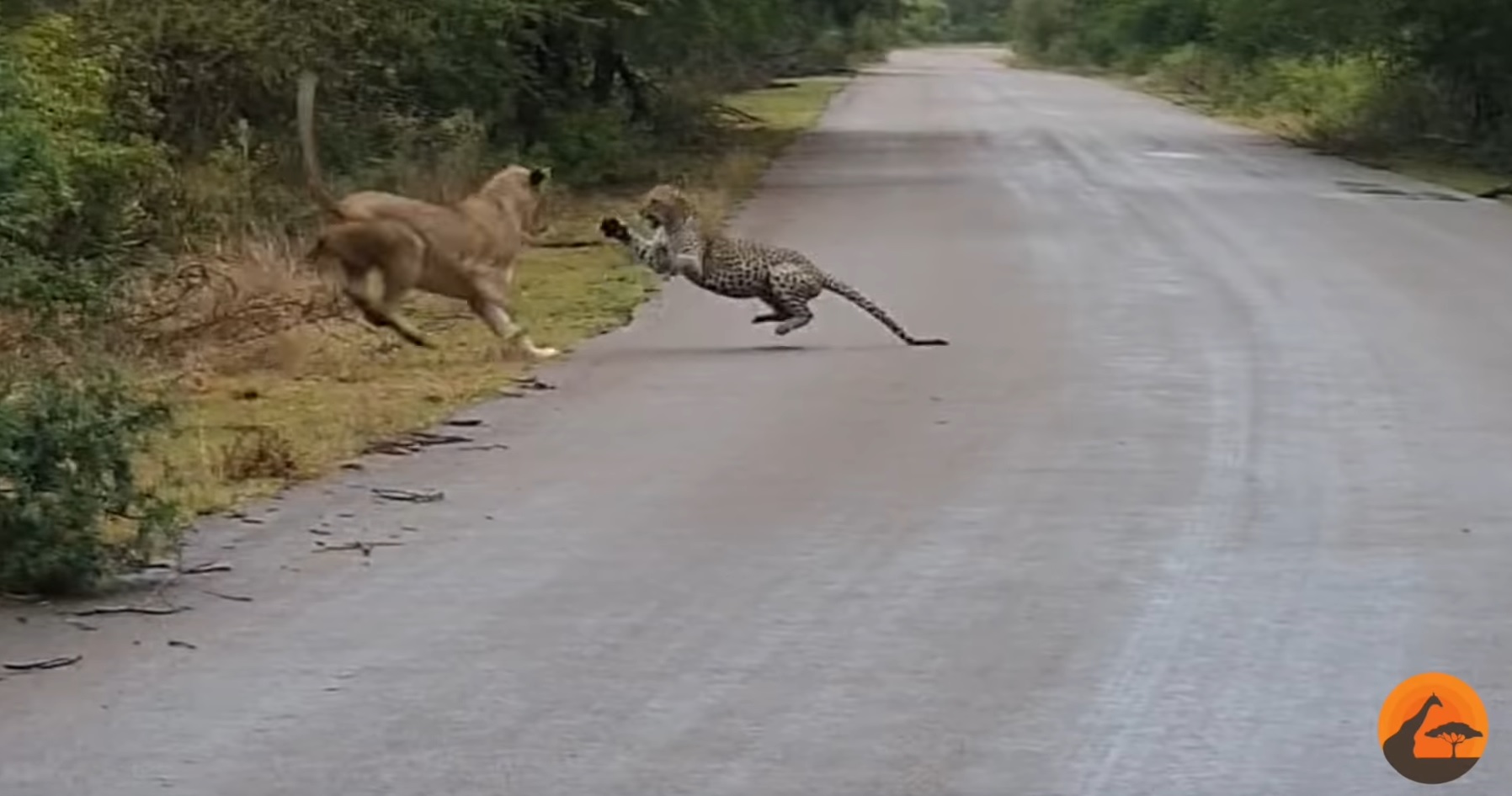 Lioness Vs Leopard On The Road