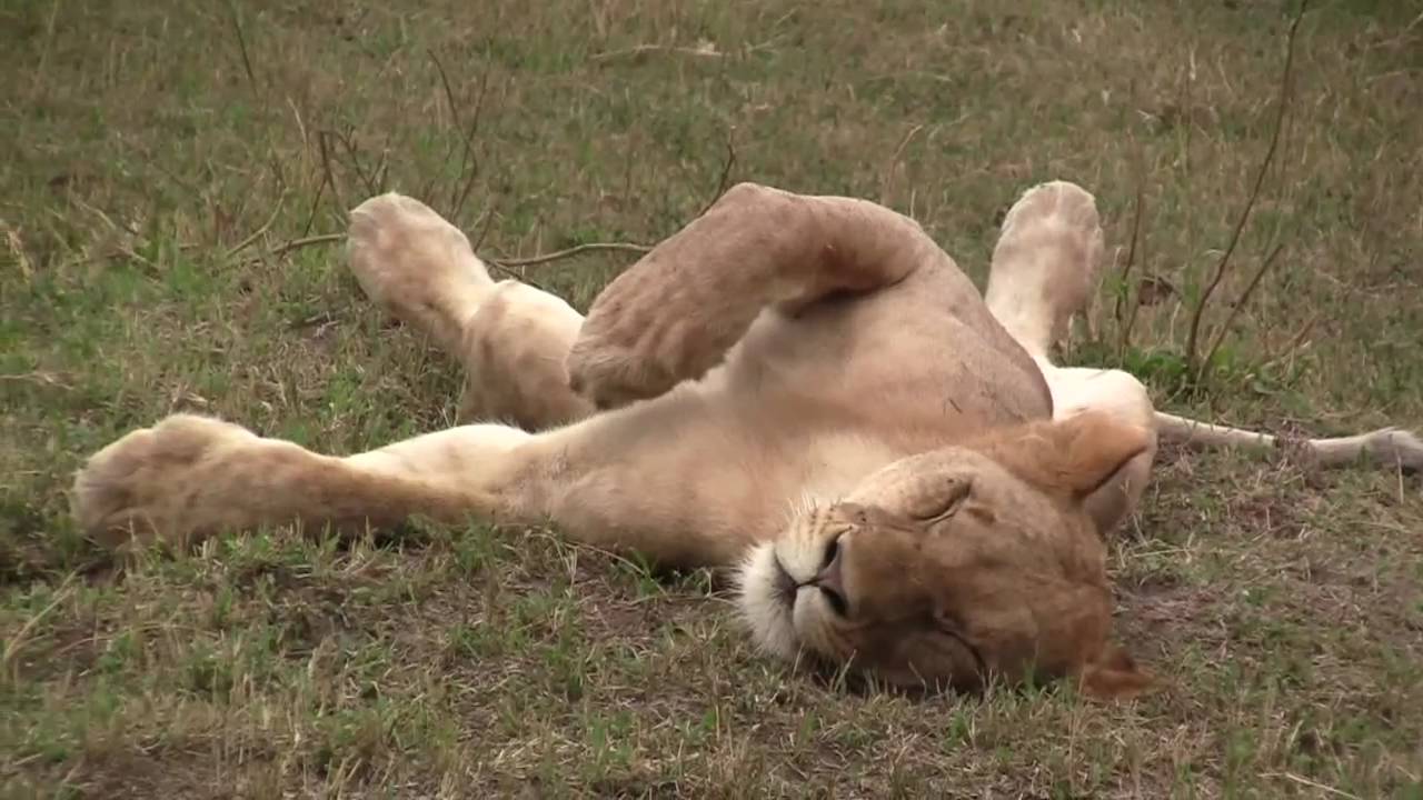 Lion Takes Nap