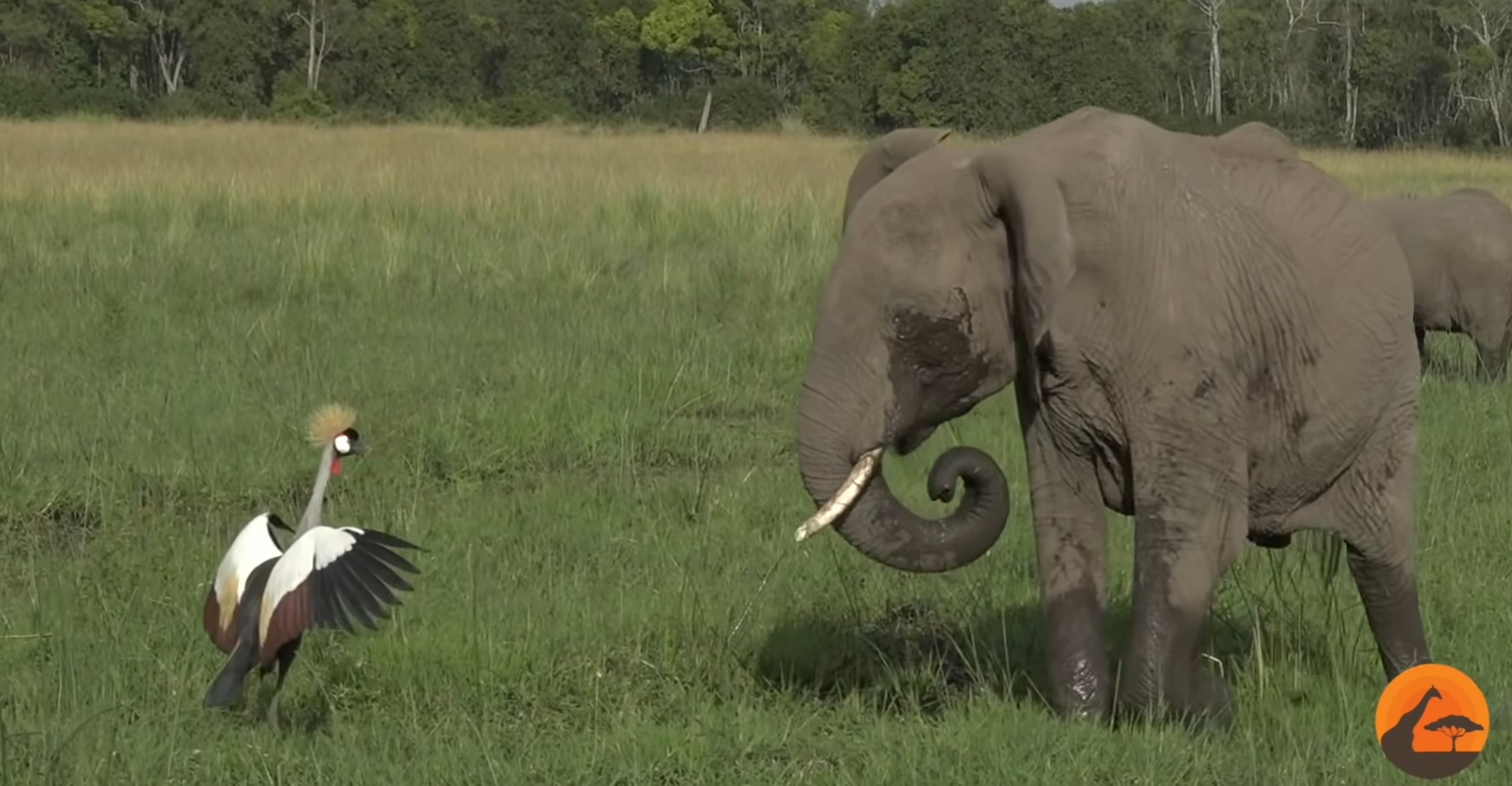 Brave Bird Chases Elephants From Nest