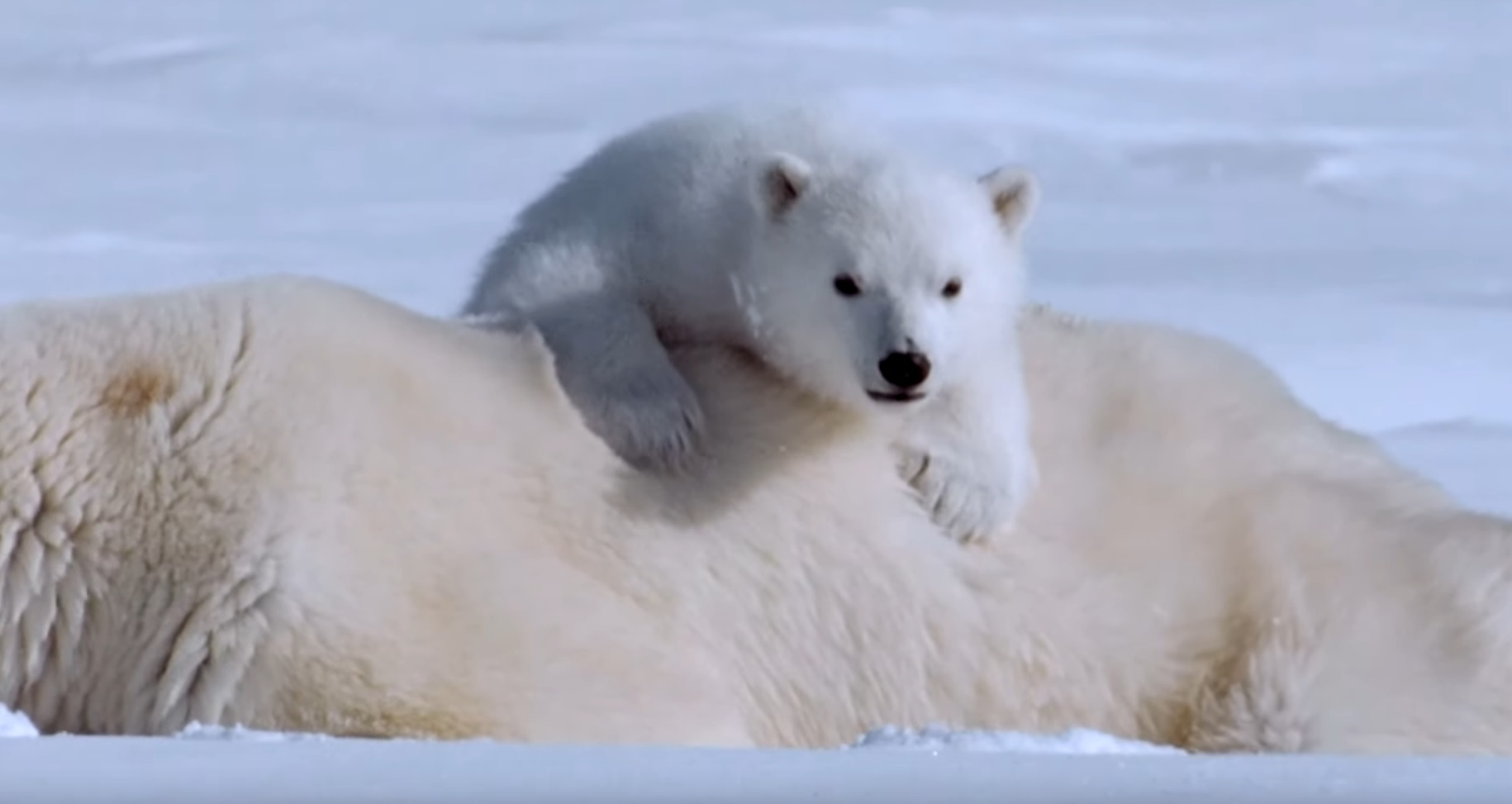 Beautiful Polar Bears Compilation