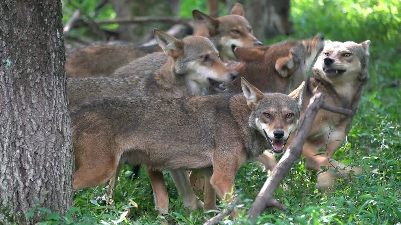 Rare Footage Of Red Wolves