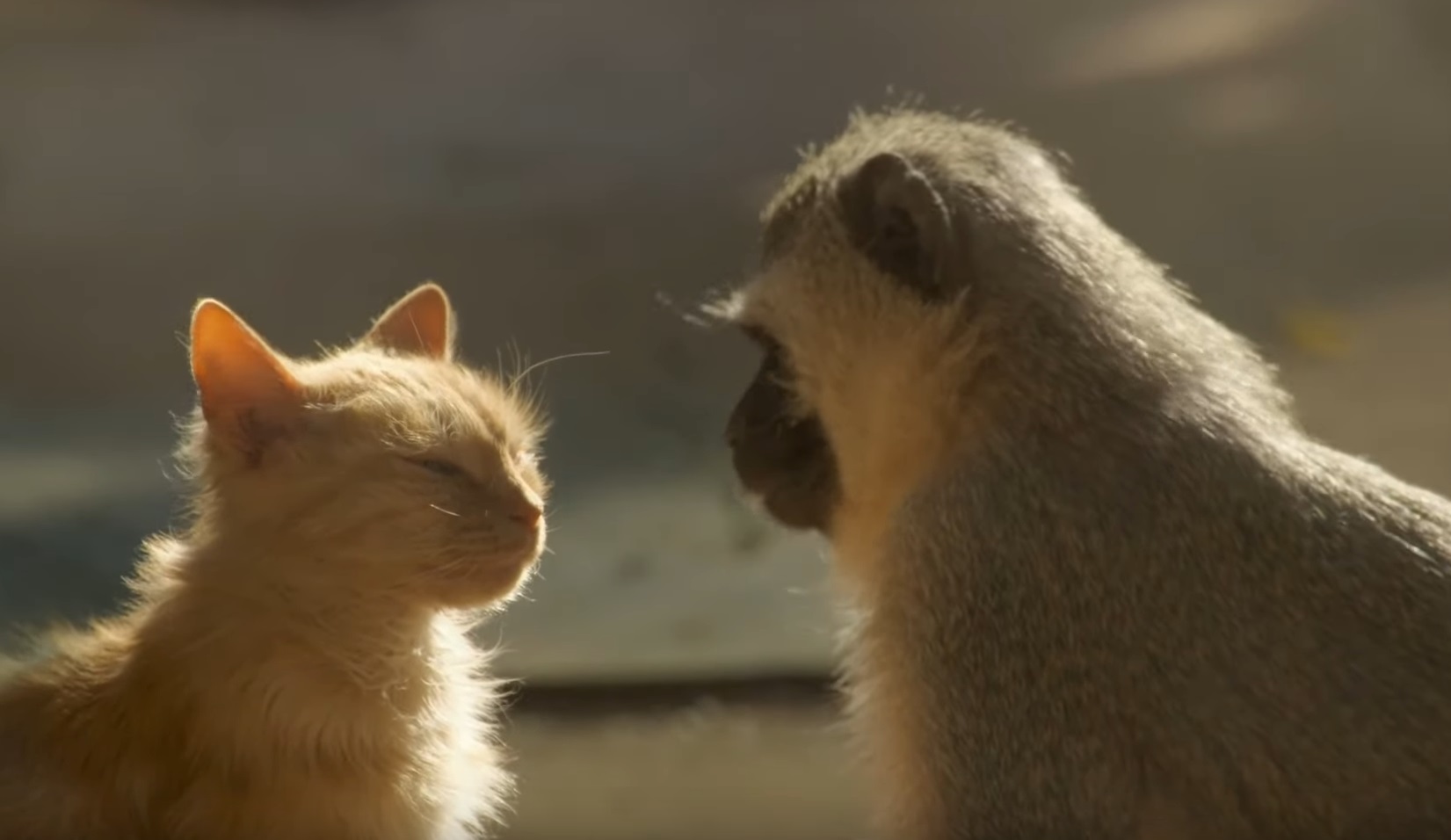 Unusual Animal Interspecies Friendships