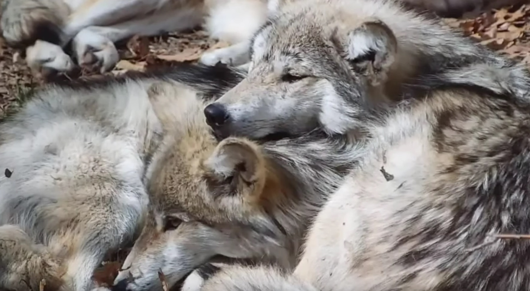 Wolves Cuddling