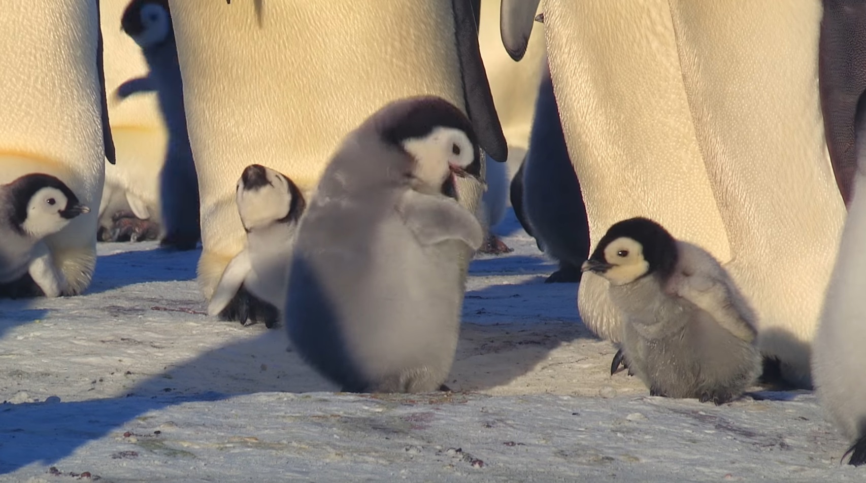 Cute Penguin Chick Tries To Make Friends