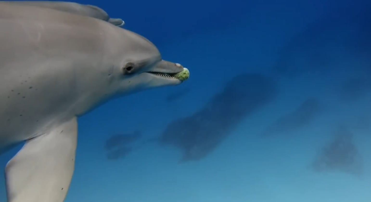 Dolphins Play Catch With A Pufferfish