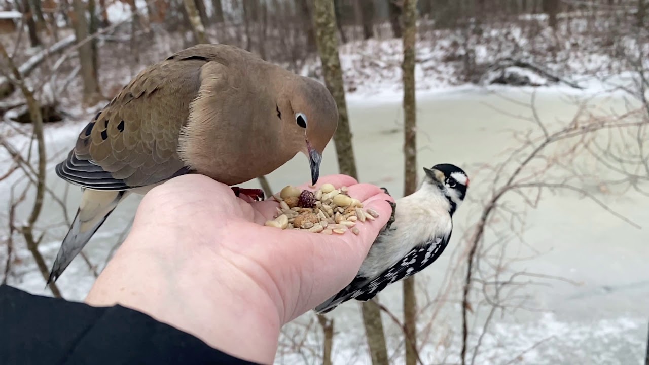 Hand-feeding Birds In Slow Motion