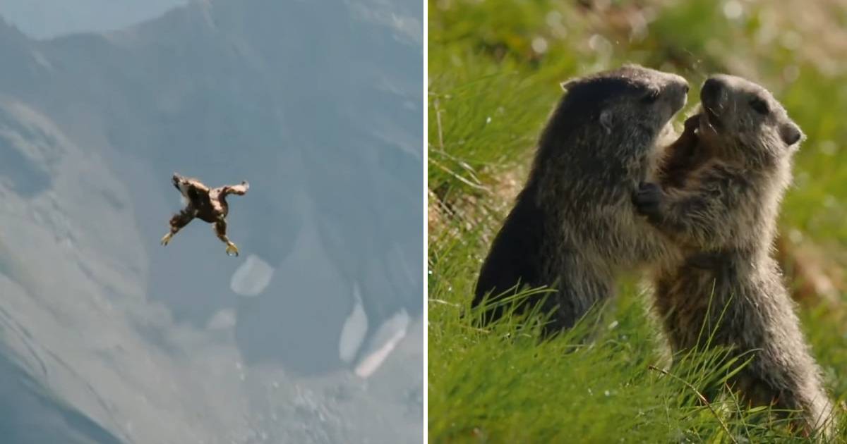 Marmot Family Vs Deadly Eagle