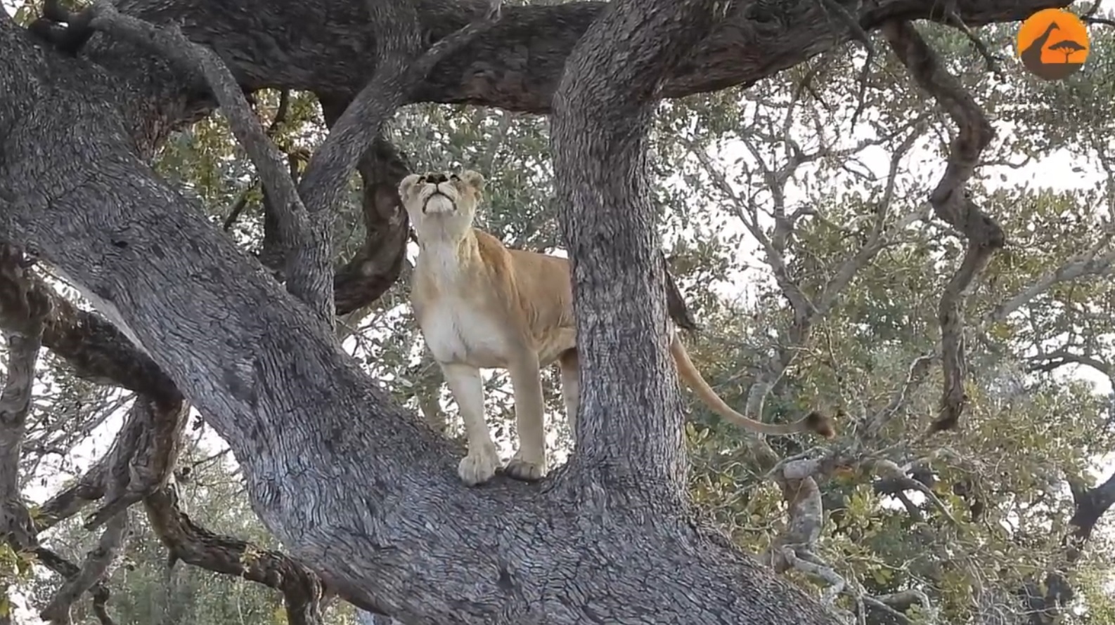 Lions Try To Climb Tree To Get To Leopard