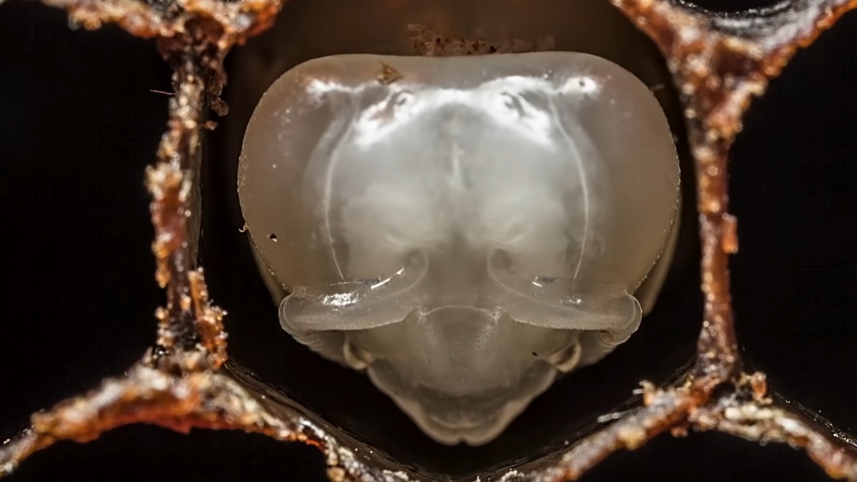 Fascinating Time-Lapse: Bees Hatching