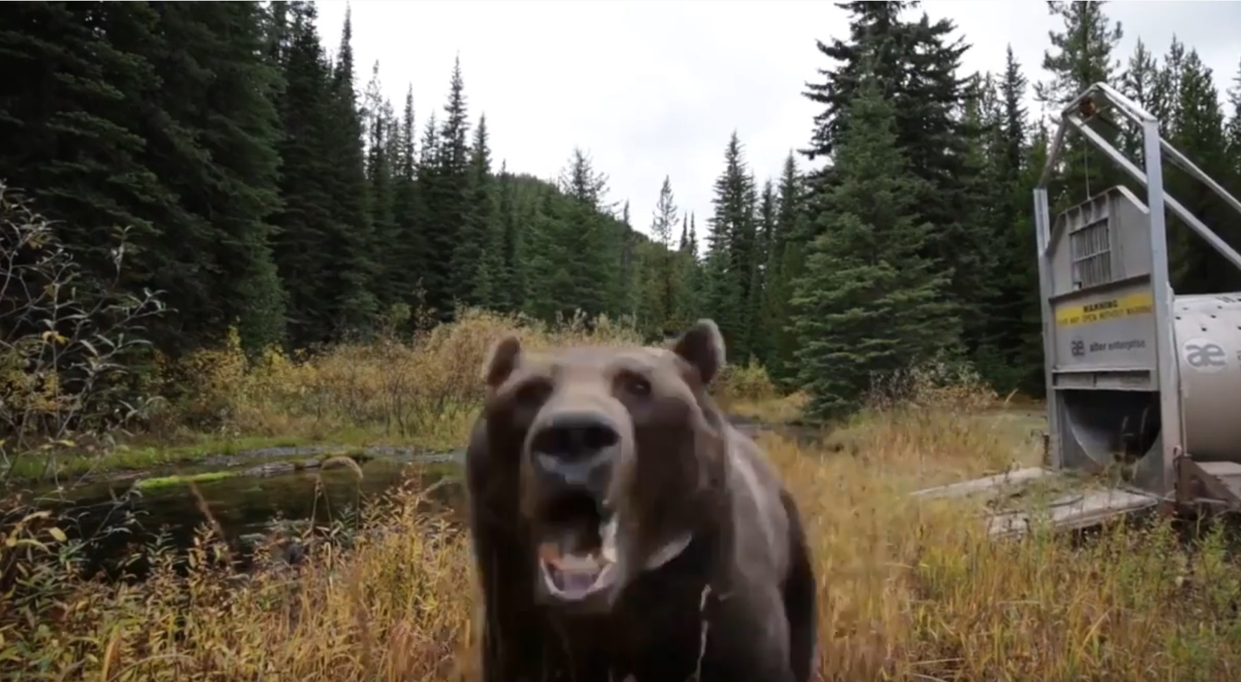 Wild Bear Attacks Camera After Release