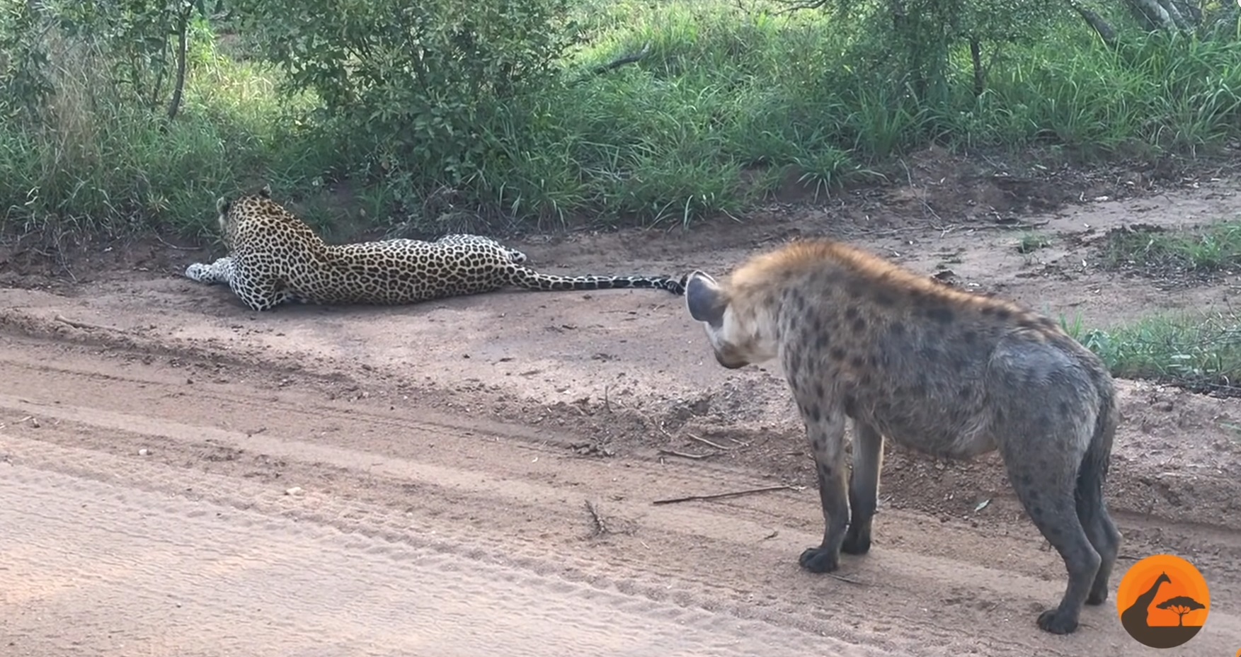 Hyena Gives Leopard A Scare