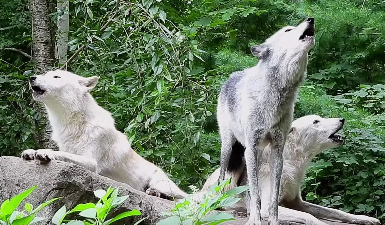 Wolves Strenghten Social Bonds Through Song