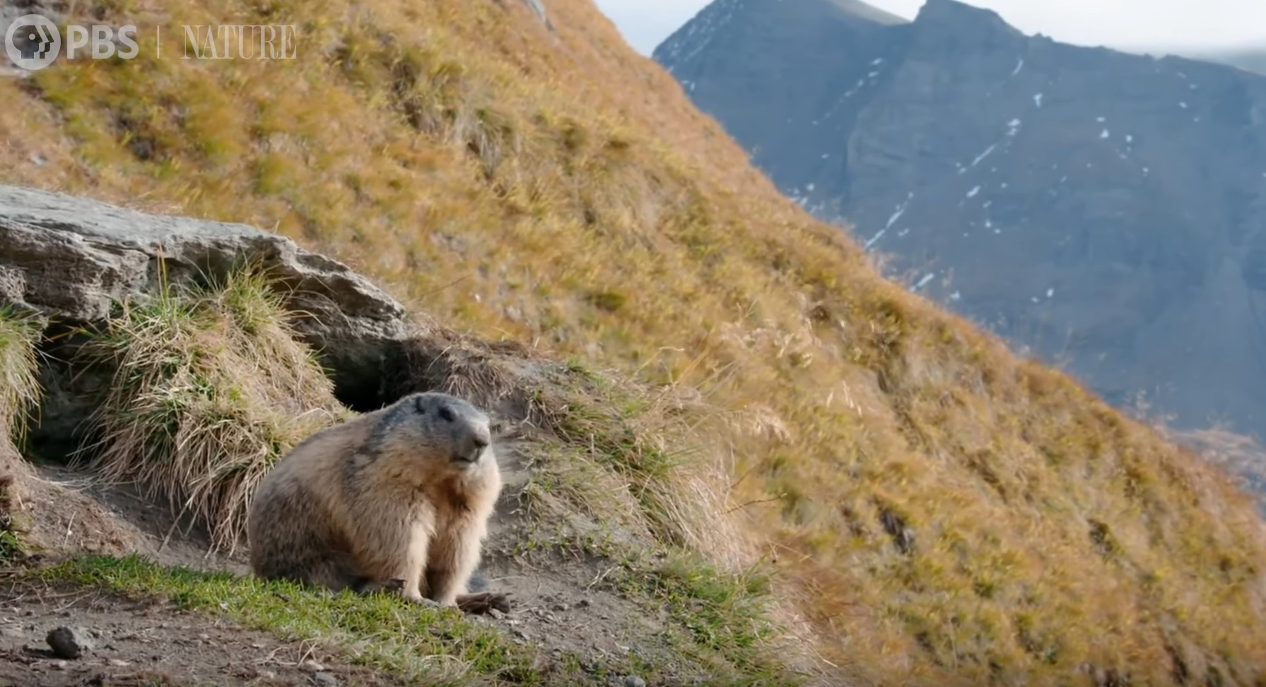 Marmot Family Prepare For Hibernation