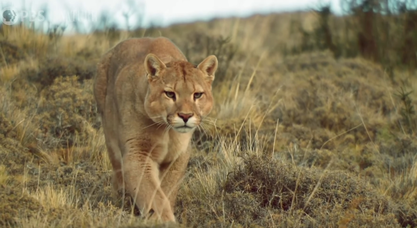 Female Puma Steals Meal