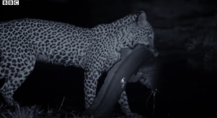 Leopard Family Hunts Catfish At Night