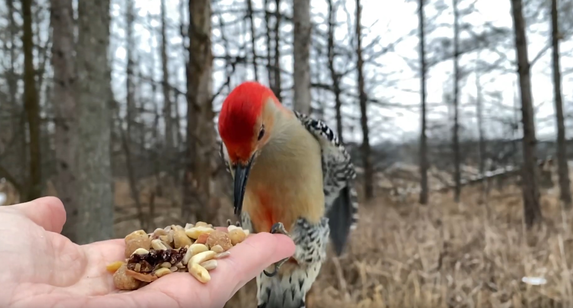 Hand-Feeding Red-bellied Woodpecker