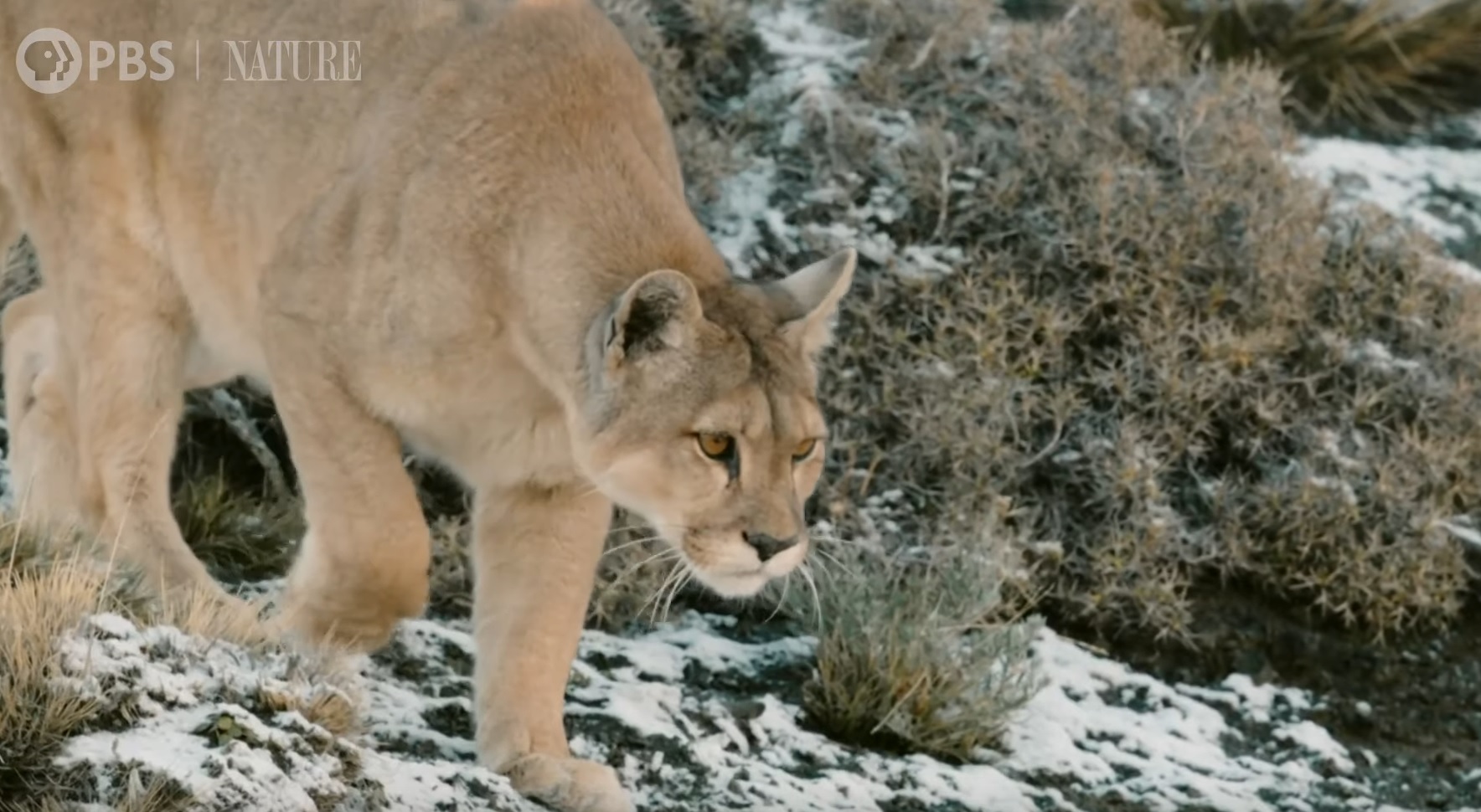 Mother Puma Showing Cub How To Hunt