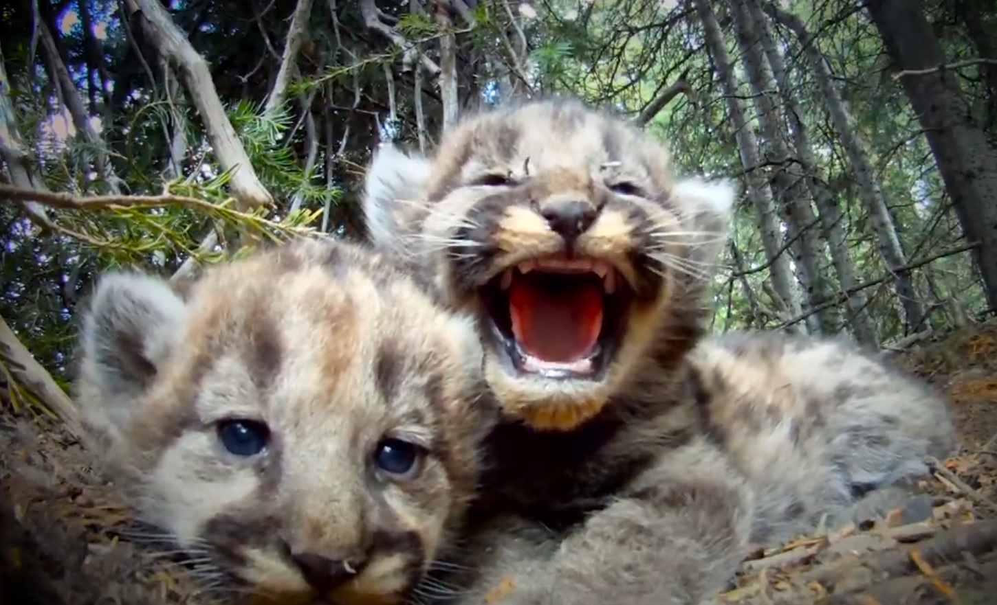 Cameras Reveal the Secret Lives of a Mountain Lion Family