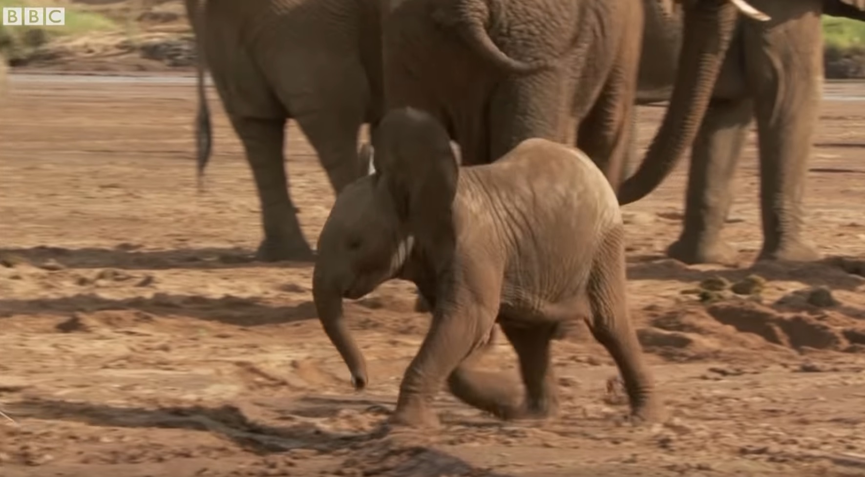 Baby Elephant Plays In The Sand