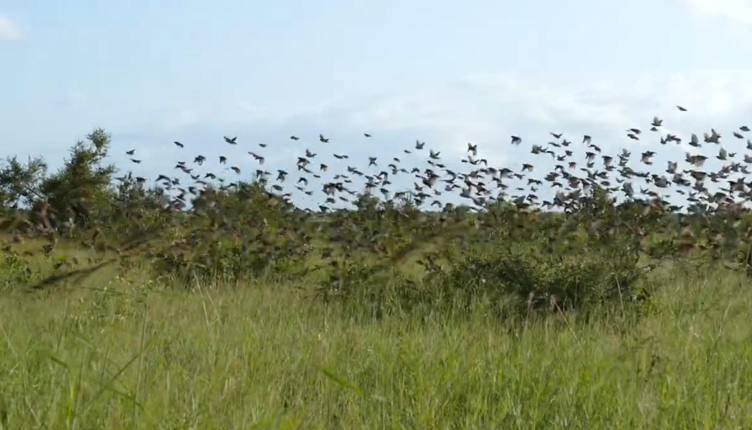 Large Flock Of Red-billed Quelea