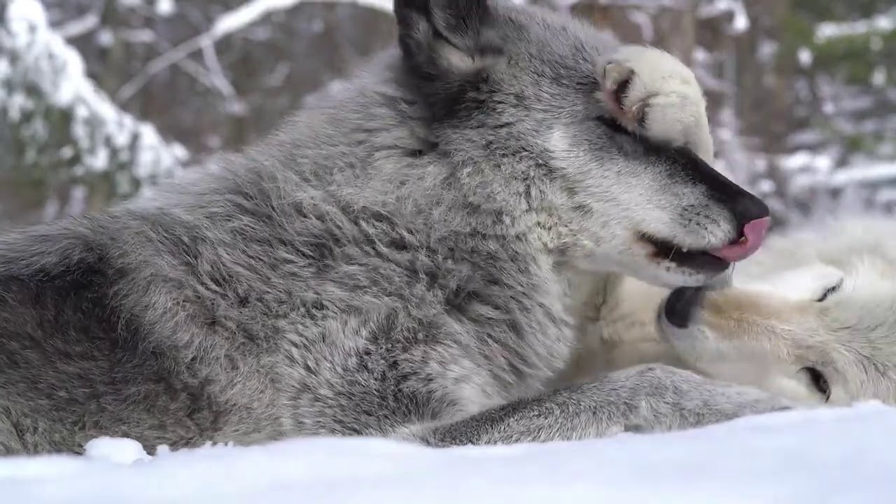 Wolves Showing Affection With Bites And Nibbles