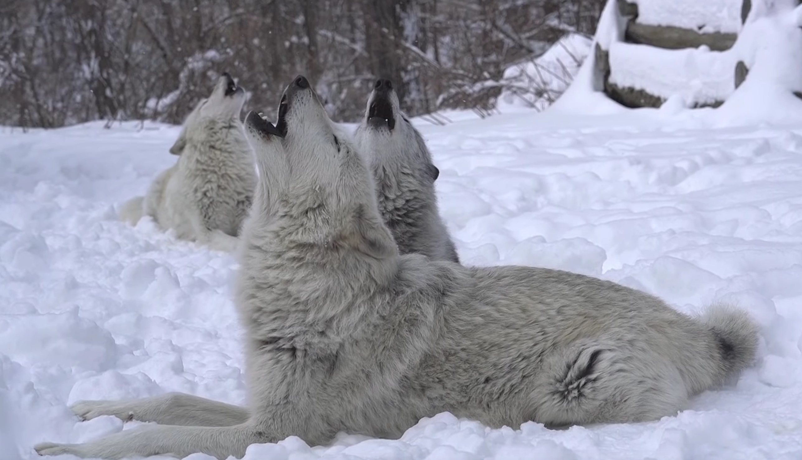 Three Wolves Howling In The Snow