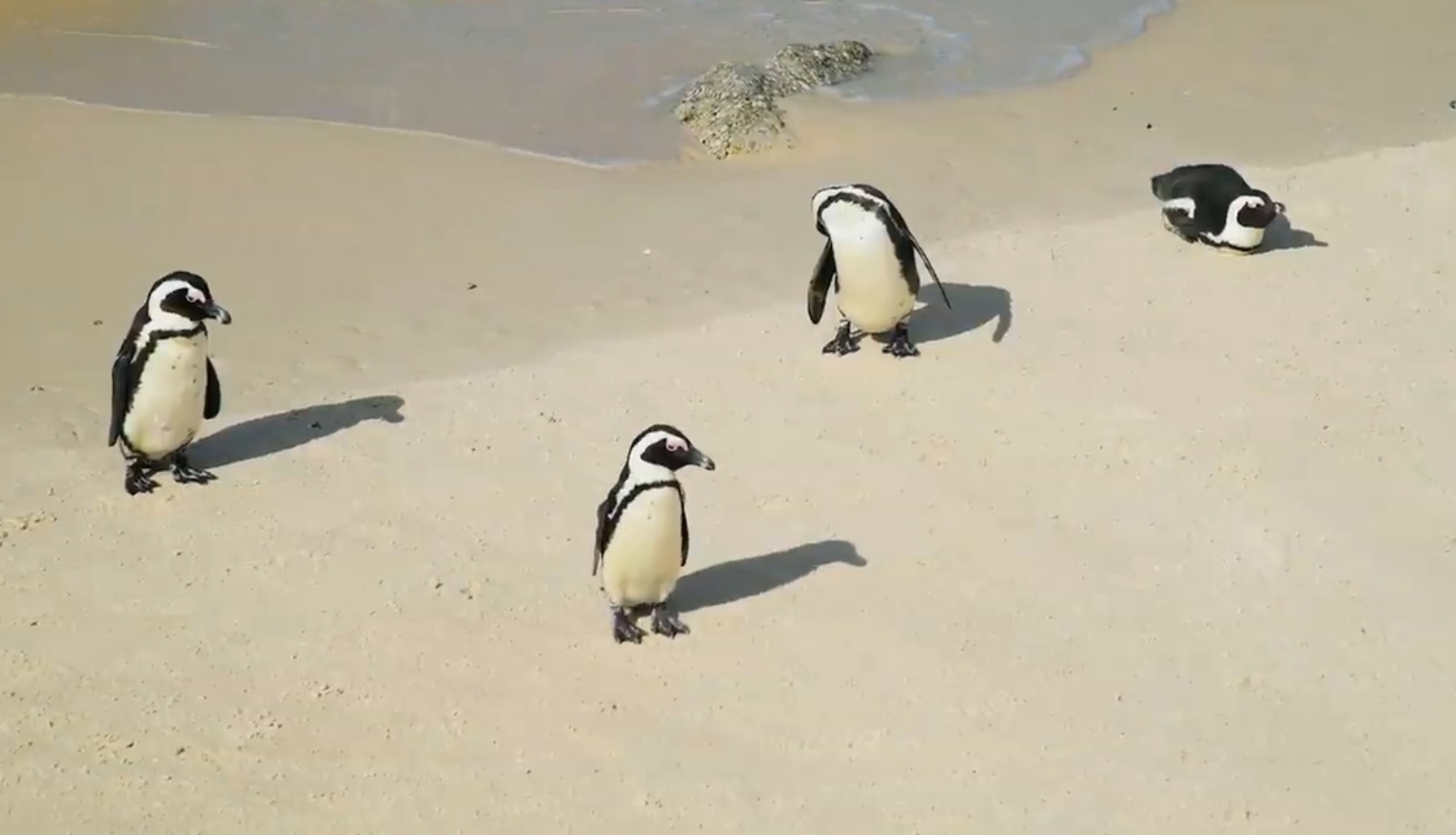 Beautiful Penguins Compilation