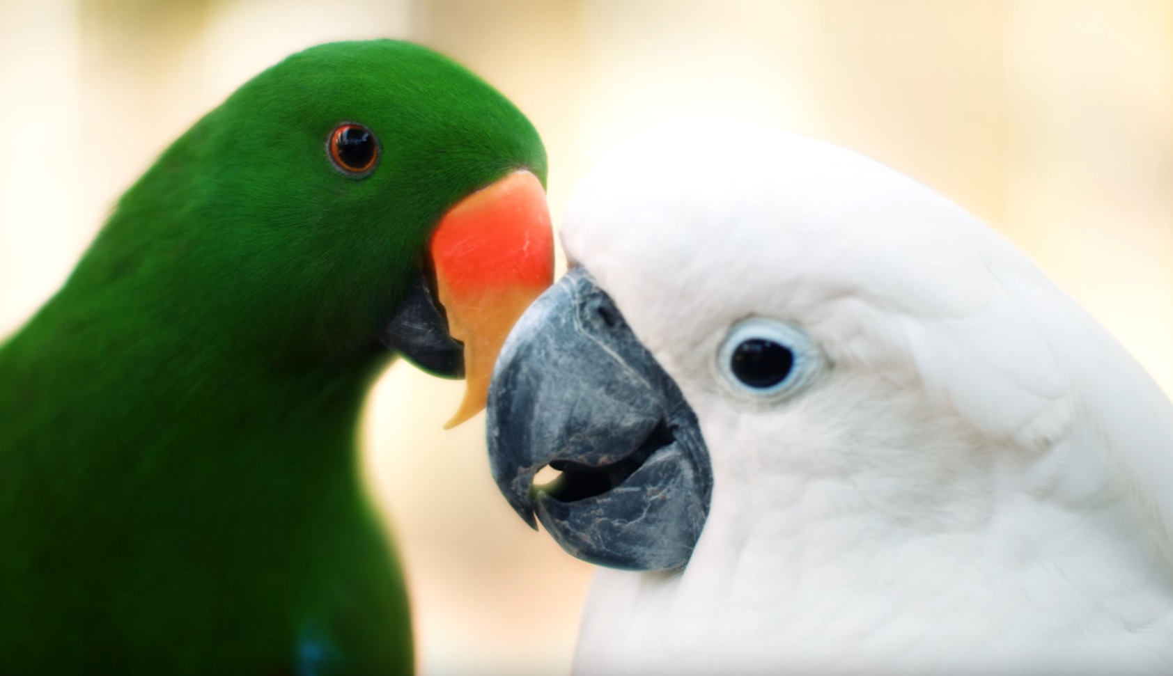Stunning Parrots Compilation