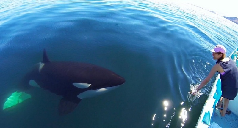 A Close Encounter With Beautiful Orca