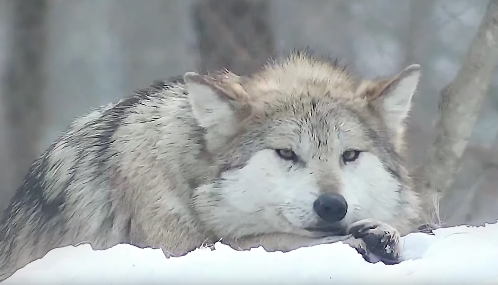 Mexican Gray Wolf Relaxing