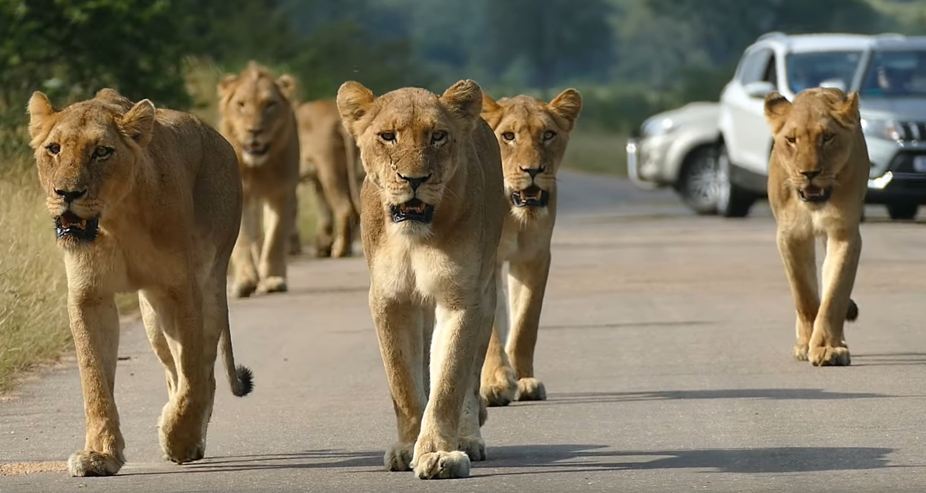 Pride Of Lions Own The Road