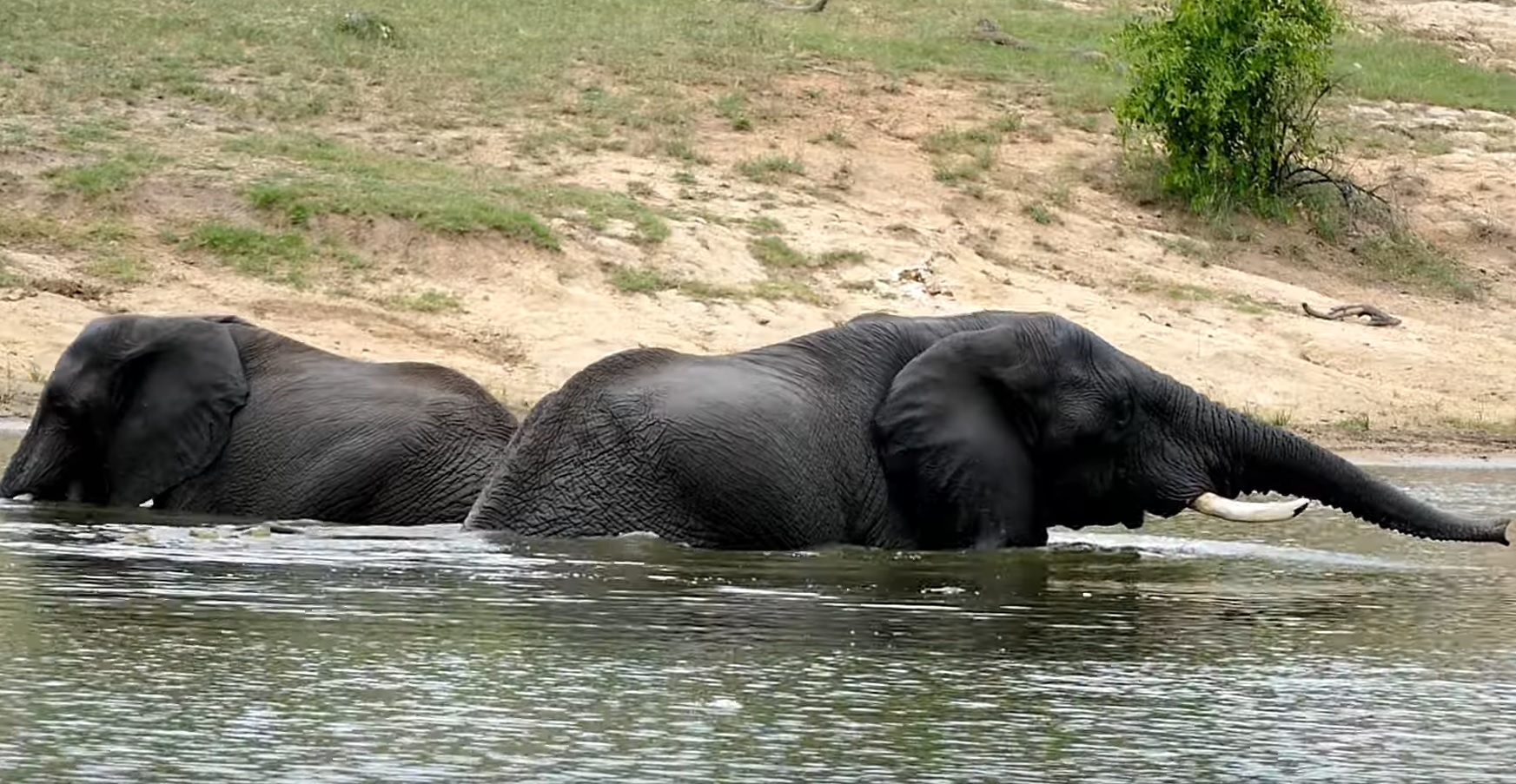 Elephants Play In The Water