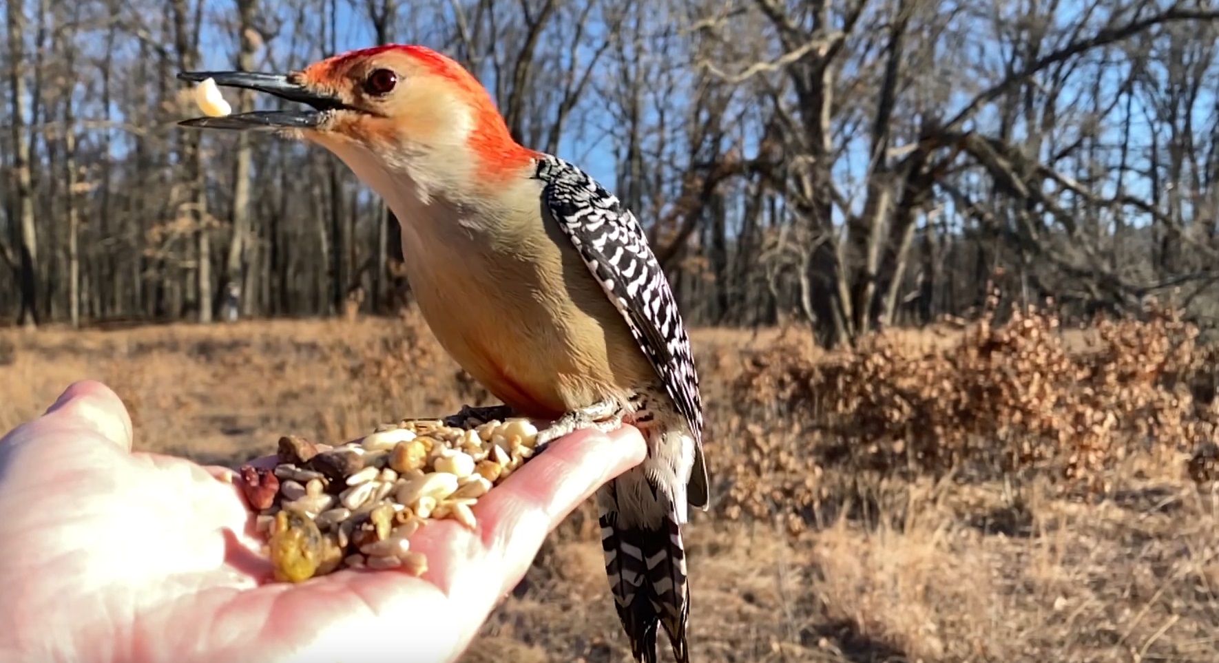 Feeding Red-bellied Woodpecker In Slo Mo