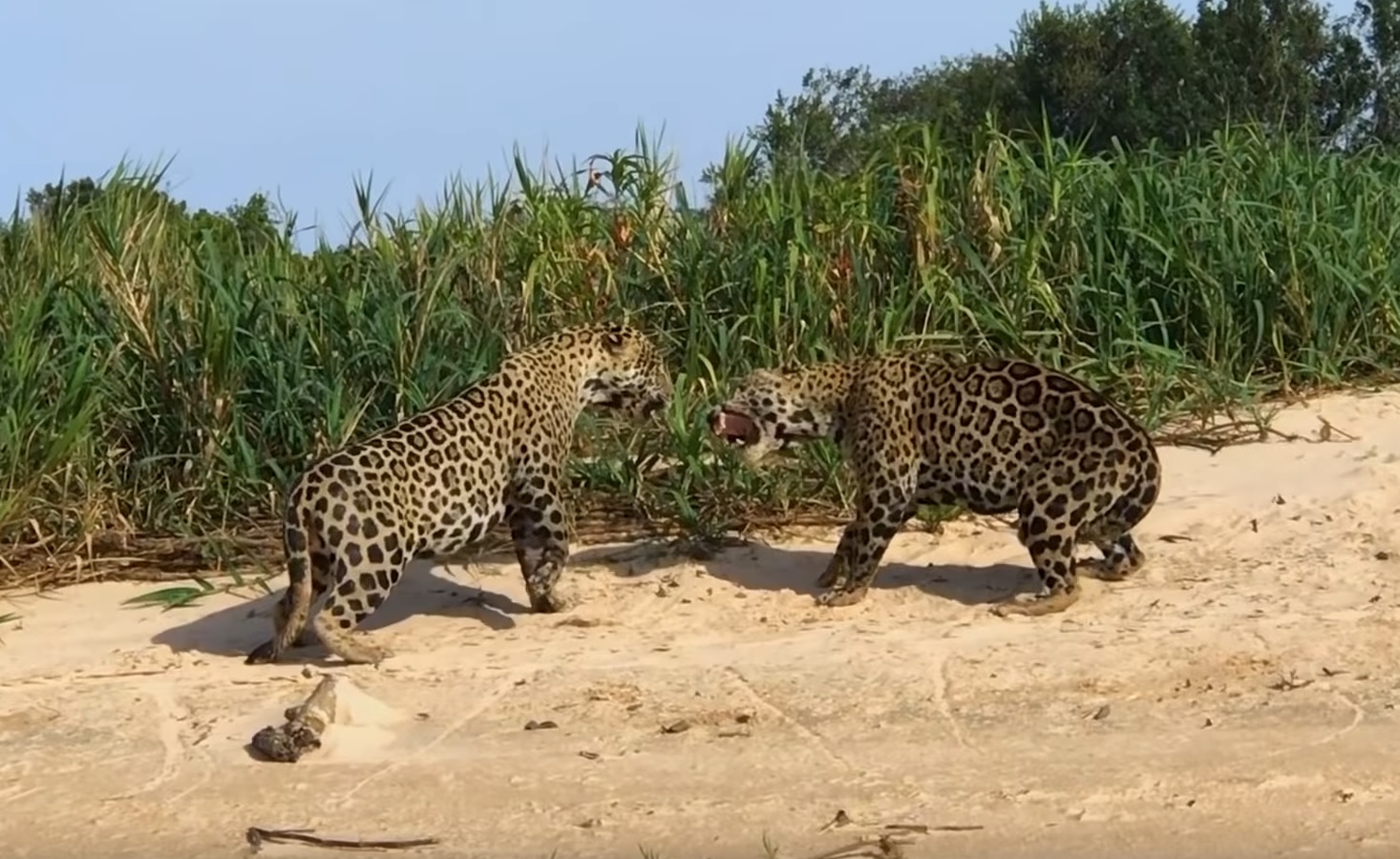 Male Jaguars Fight For Territory