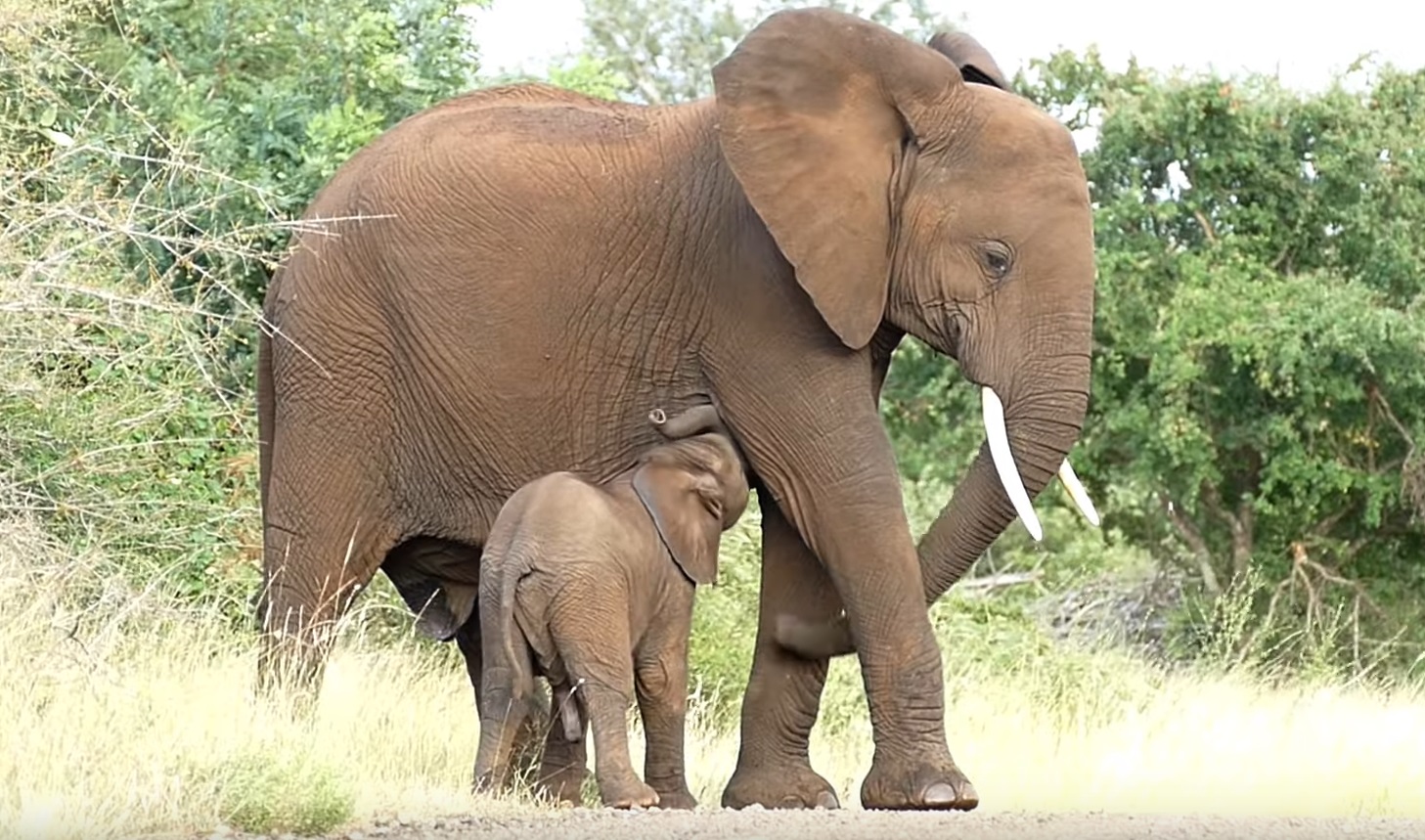 Baby Elephant Bonding With Mother