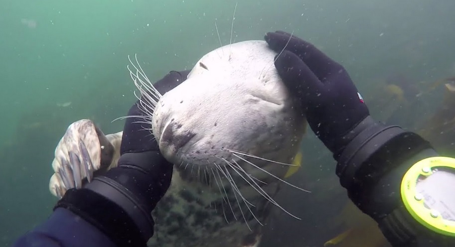 Diver Meets Really Friendly Seal