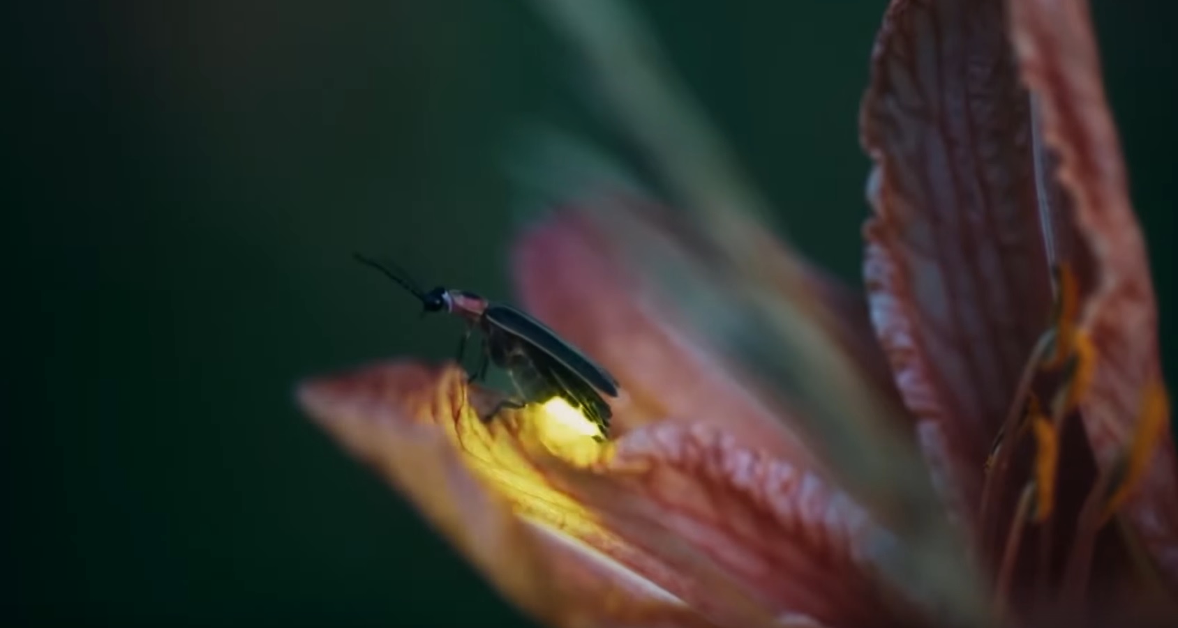 Fireflies: Nature's Femme Fatales