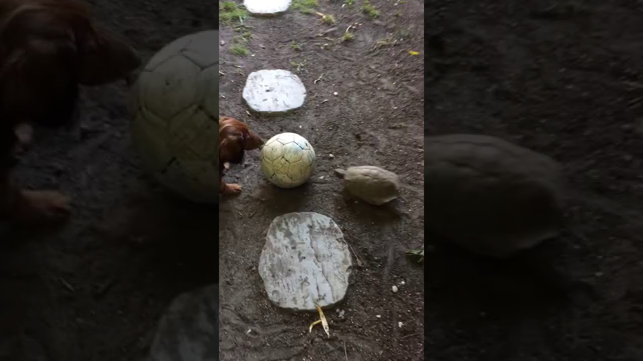 Dog And Turtle Playing
