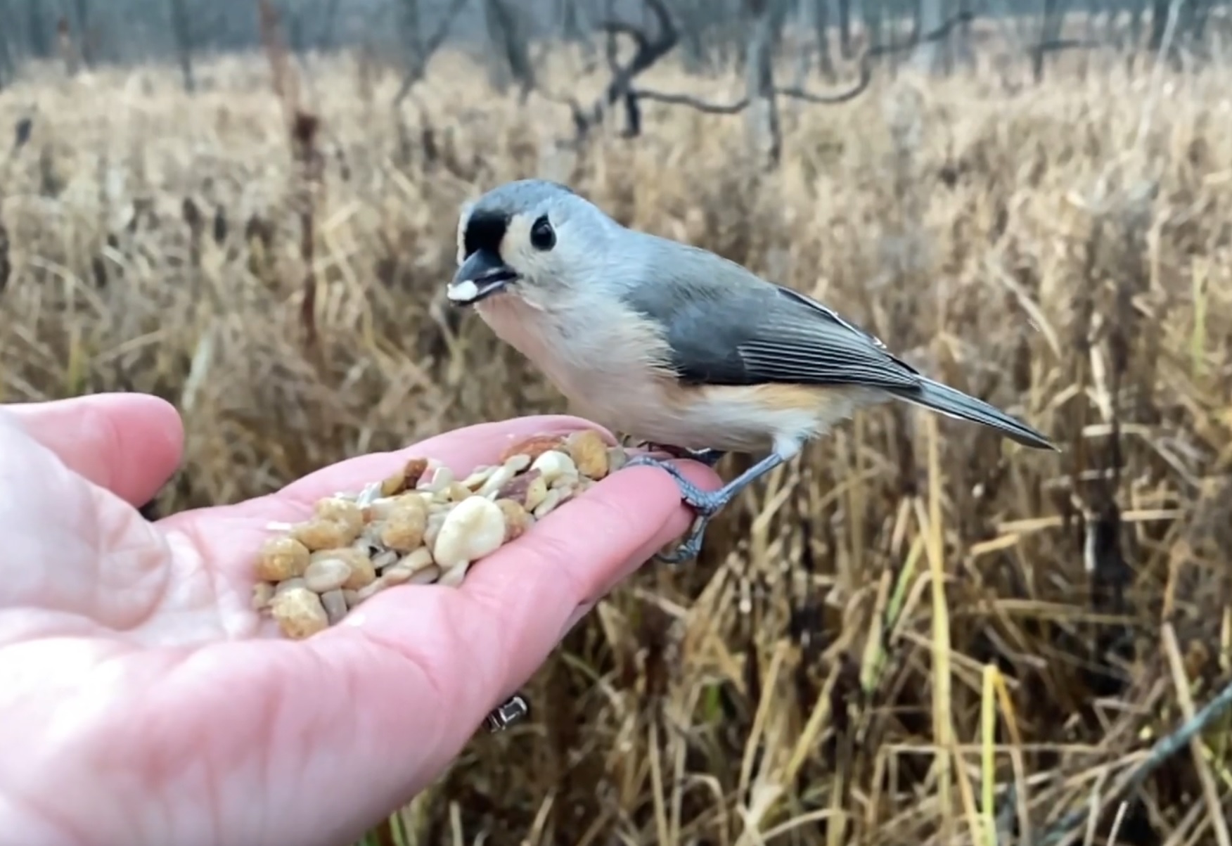Hand Feeding Beautiful Bird