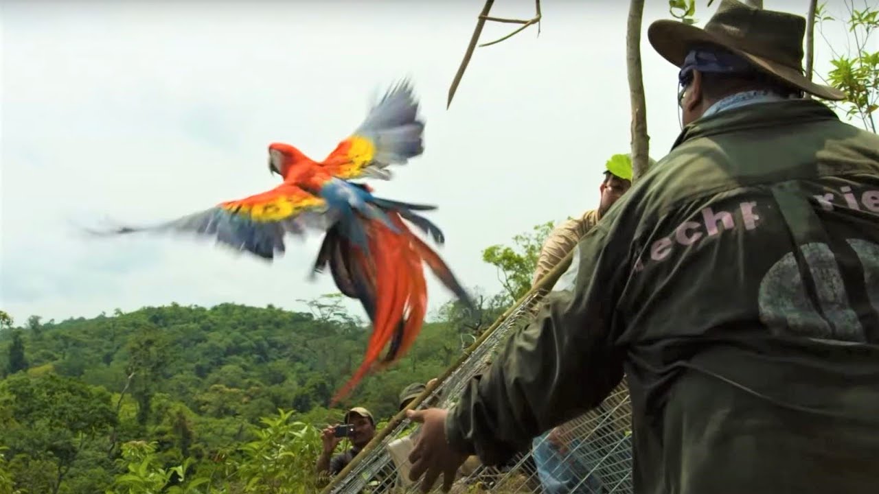 Macaws Released Into The Wild