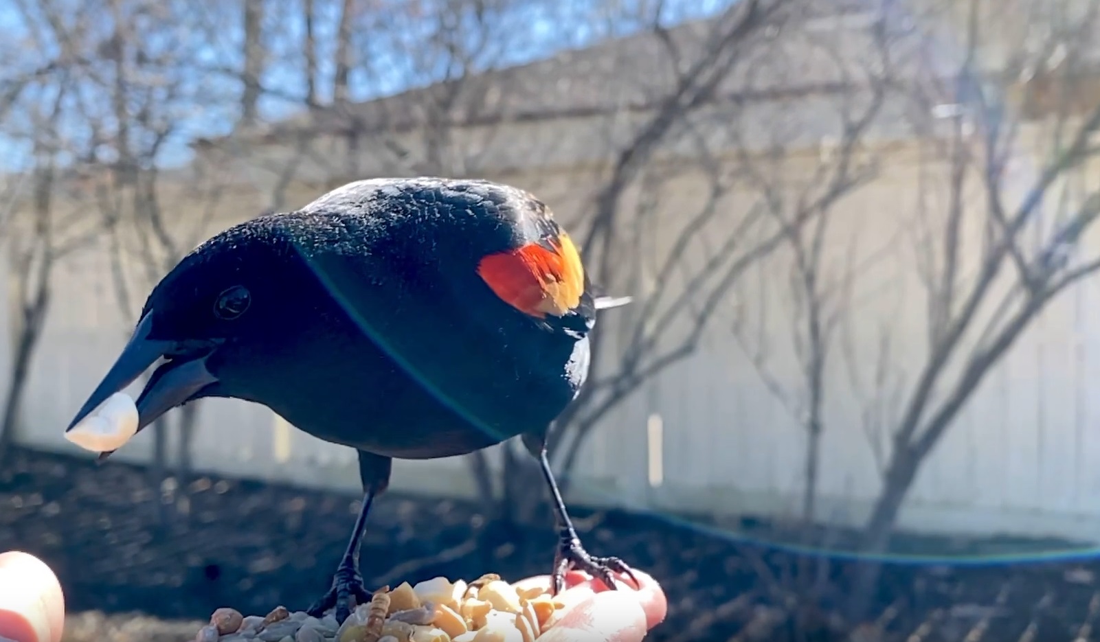 Red-winged Blackbird Comes For Treats
