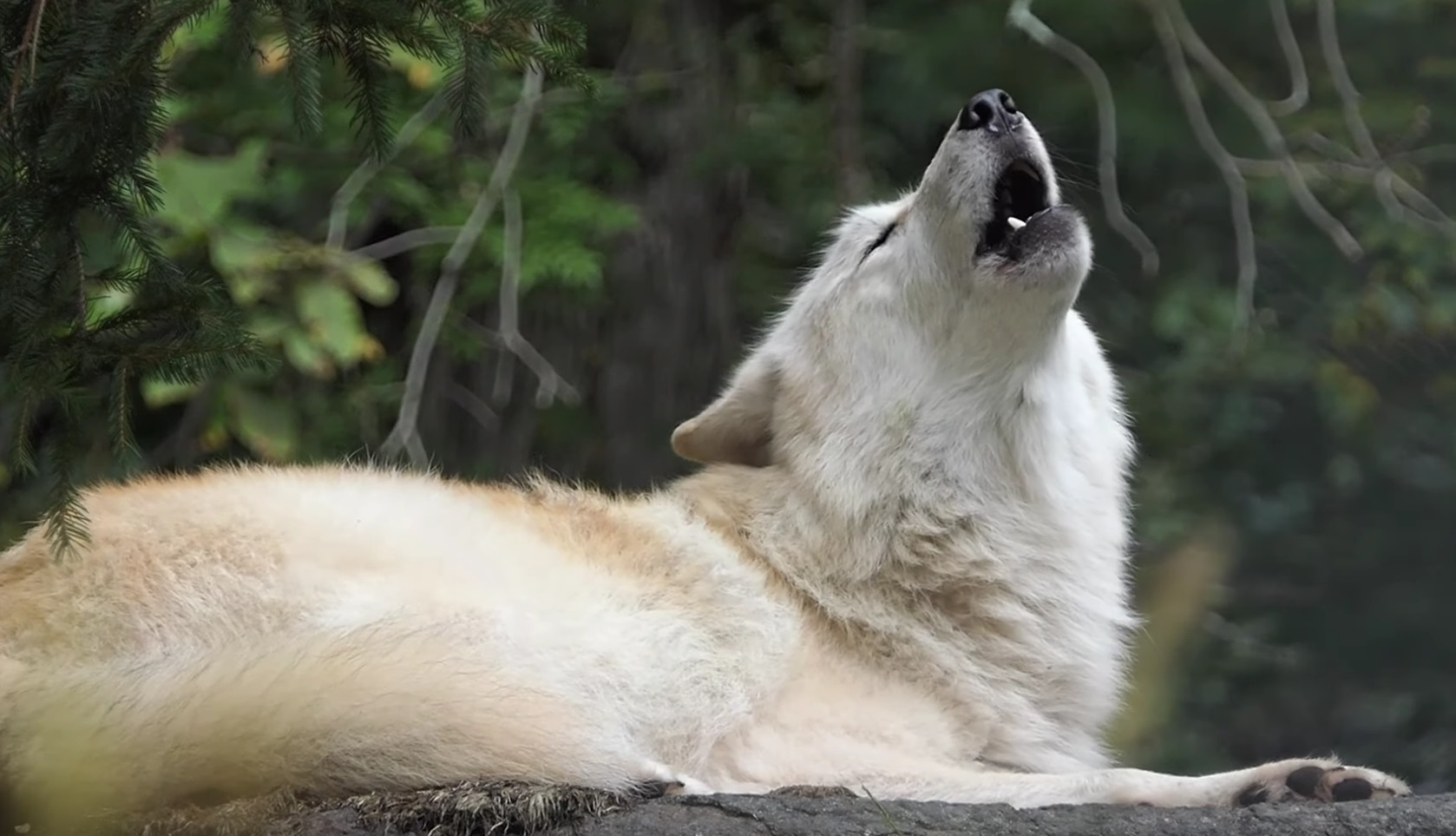 Beautiful Wolf Howling