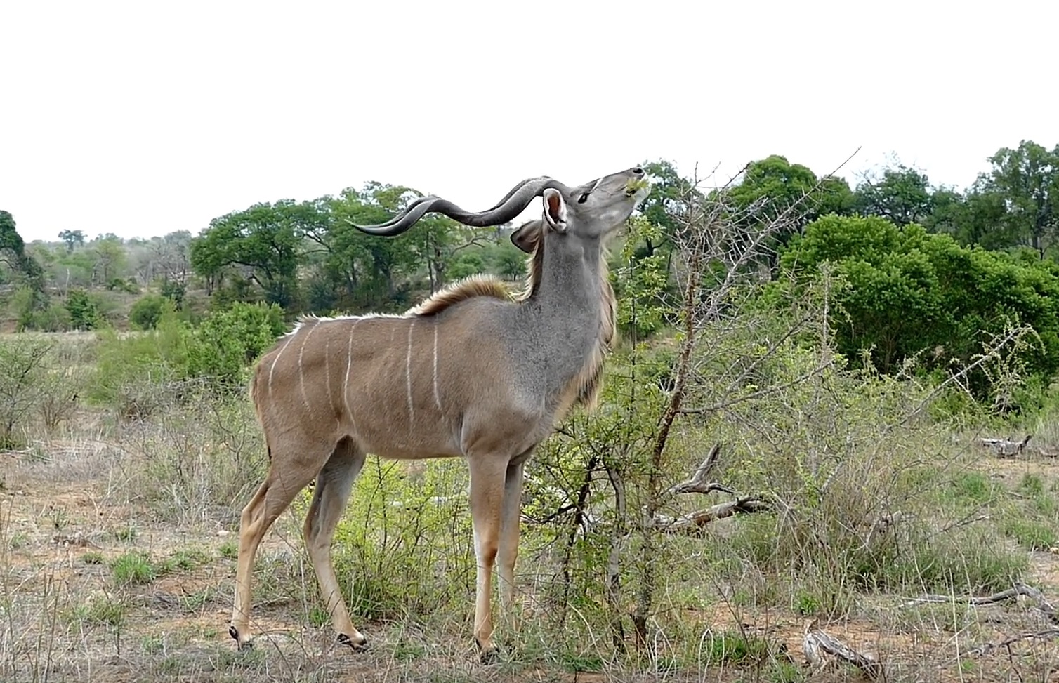 Kruger Wildlife Sightings